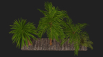 Four palmS trees subtropics with textures