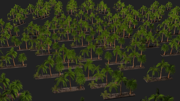 Four palmS trees subtropics with textures