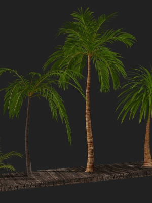 Four palmS trees subtropics with textures