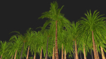 Four palmS trees subtropics with textures