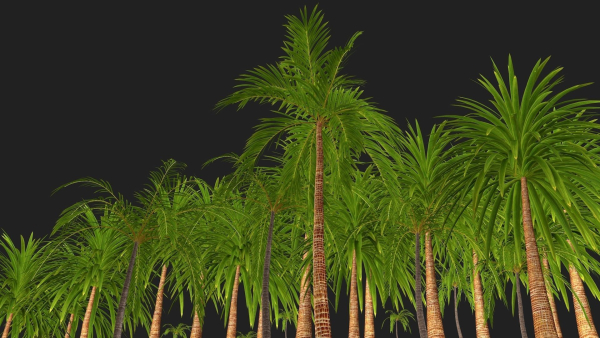 Four palmS trees subtropics with textures