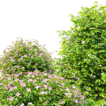 Fueng Fah Flower
