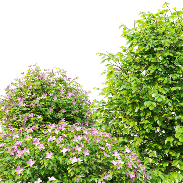 Fueng Fah Flower