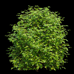 Fueng Fah Flower