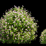 Fueng Fah Flower