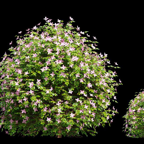 Fueng Fah Flower