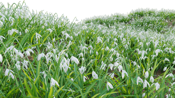 Galanthus nivalis - Snowdrop