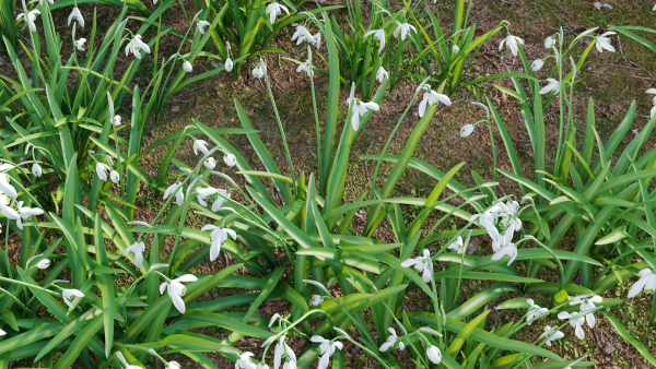 Galanthus nivalis - Snowdrop