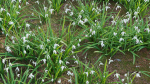 Galanthus nivalis - Snowdrop