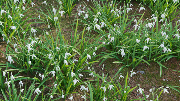 Galanthus nivalis - Snowdrop