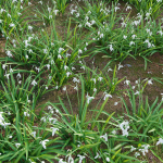 Galanthus nivalis - Snowdrop
