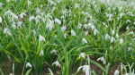 Galanthus nivalis - Snowdrop