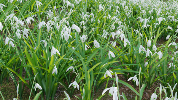Galanthus nivalis - Snowdrop