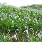 Galanthus nivalis - Snowdrop