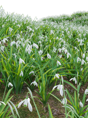galanthus-nivalis-snowdrop-3d-model-e66499b875