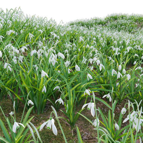 Galanthus nivalis - Snowdrop