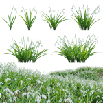 Galanthus nivalis - Snowdrop