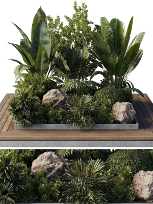Garden Box Plants - Outdoor Plants 204