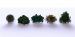 Garden Bush