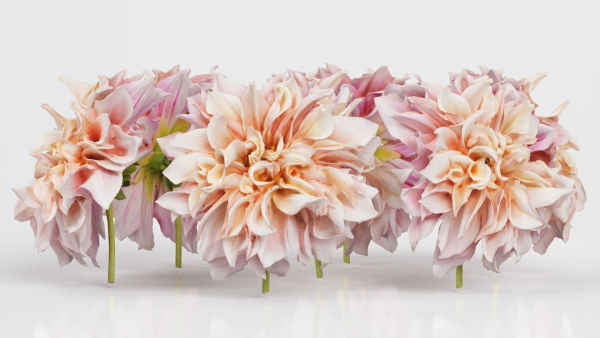 Garden Dahlia Pink