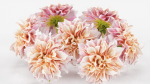 Garden Dahlia Pink