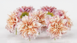 Garden Dahlia Pink