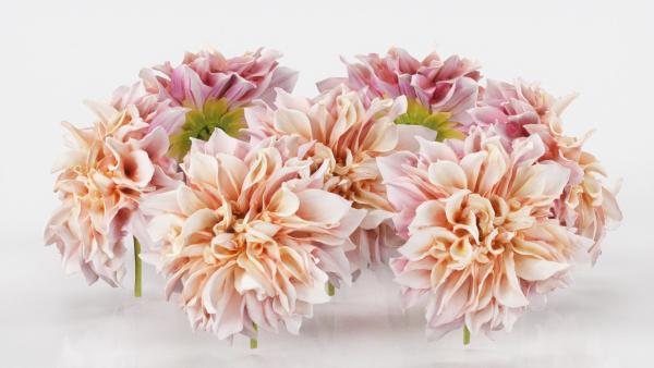Garden Dahlia Pink