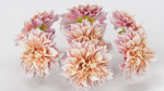 Garden Dahlia Pink