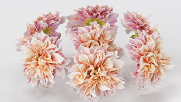 Garden Dahlia Pink