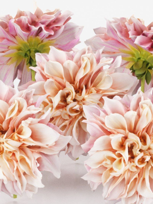 Garden Dahlia Pink