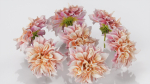 Garden Dahlia Pink