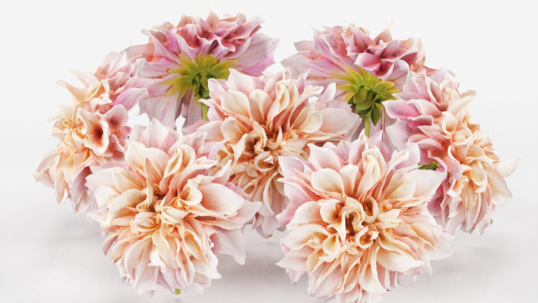 Garden Dahlia Pink