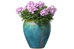 Garden Flowers Container Pot Plant