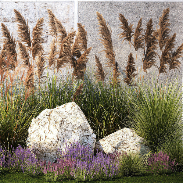 Garden Flowers Lavender Pampas Grass Miscanthus 1397
