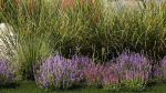Garden Flowers Lavender Pampas Grass Miscanthus 1397