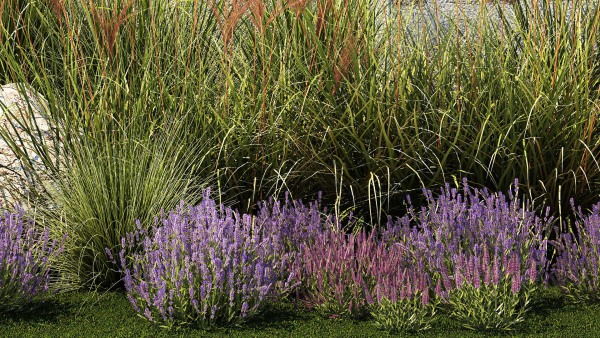 Garden Flowers Lavender Pampas Grass Miscanthus 1397