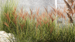 Garden Flowers Lavender Pampas Grass Miscanthus 1397