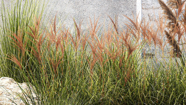 Garden Flowers Lavender Pampas Grass Miscanthus 1397