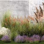 Garden Flowers Lavender Pampas Grass Miscanthus 1397