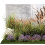 Garden Flowers Lavender Pampas Grass Miscanthus 1397