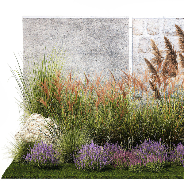 Garden Flowers Lavender Pampas Grass Miscanthus 1397