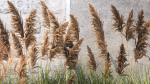 Garden Flowers Lavender Pampas Grass Miscanthus 1397