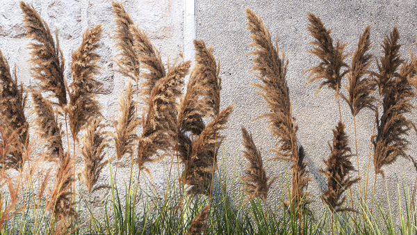 Garden Flowers Lavender Pampas Grass Miscanthus 1397