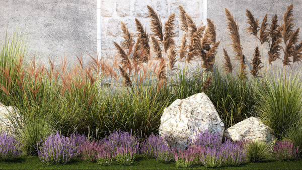 Garden Flowers Lavender Pampas Grass Miscanthus 1397