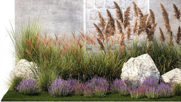 Garden Flowers Lavender Pampas Grass Miscanthus 1397