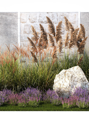 Garden Flowers Lavender Pampas Grass Miscanthus 1397