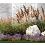 Garden Flowers Lavender Pampas Grass Miscanthus 1397