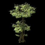 Garden-Garden-Tree 57