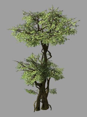Garden-Garden-Tree 57