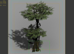 Garden-Garden-Tree 57